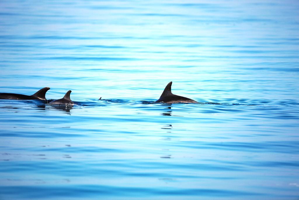 艾尔索克纳瑞享酒店 艾因苏赫纳 外观 照片 Spinner dolphins